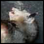 Roadkill
